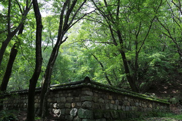 bridge in the forest