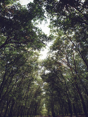 sun rays in the forest