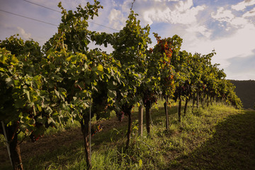 Fototapeta na wymiar grape, winemaking, autumn, harvest