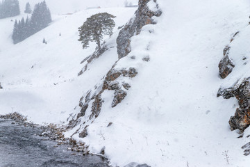 Fototapeta na wymiar A tree on a snow-covered rocky shore