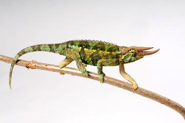 Jackson's chameleon - Dreihornchamäleon / Jacksons Chamäleon (Trioceros jacksonii willengensis ) © bennytrapp
