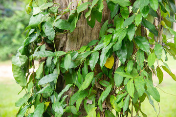 Bamboo grass (Scientific Name: Tiliacora triandra) vine and leaves Creeping and growing in the trees