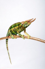Jackson's chameleon - Dreihornchamäleon / Jacksons Chamäleon (Trioceros jacksonii willengensis ) © bennytrapp