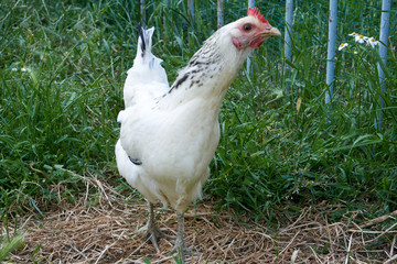 Beautiful hen between green grasses