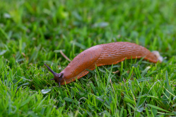 Slimey nude snale slug with eggs in green wet grass