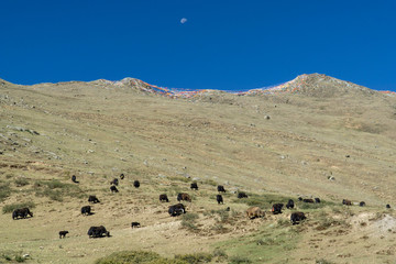 Lhasa former Tibet now China, Ganden Monastery mountain panorama with grazing yaks and a full moon...