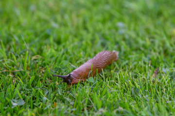 Slimey nude snale slug with eggs in green wet grass