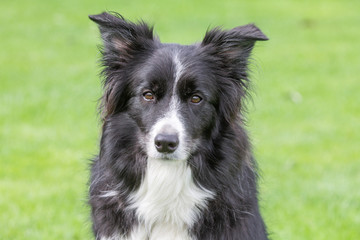 Black and white border colly close up portrait with green grass background