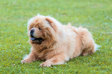 Fototapeta premium Beautiful dog chow-chow in the park