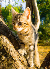 cat on tree