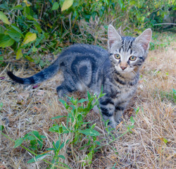 cat on grass