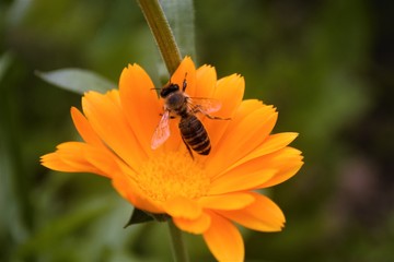 
bee on a flower