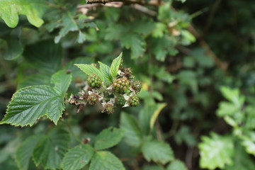 close up of  blackberry in a garden on green background
