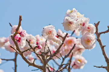 Scientific name is Prunus mume.English name is Japanese apricot.