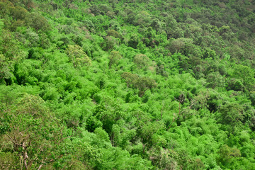 Fototapeta na wymiar green grass in the forest.Top view