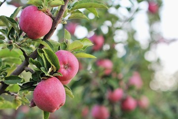 Apple orchard with red ripe apples on the trees
