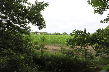 A beautiful blue cloudy sky over a cornfield park with forest edge