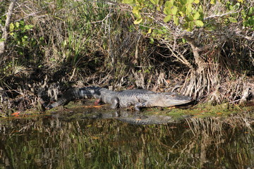 Alligator at Merritt Island, Florida