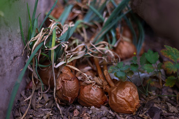 close-up of rotten discarded onion continues to grow in urban street textures