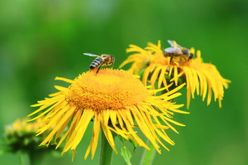 Bees workers on yellow flowers