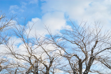 冬　木　空　雲　素材