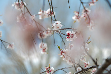 Nice white apricot spring flowers branch macro nature photography 