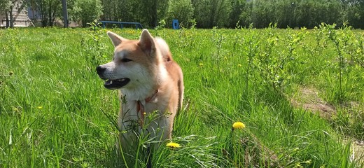 Japanese Akita inu puppy on the field