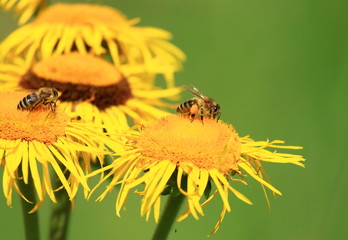 Bee pollination on yellow flower