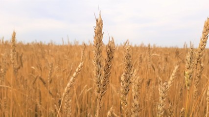 Purple lavender flowers in the field and in the meadow