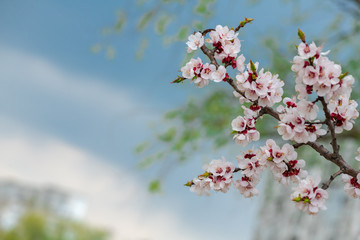 Nice white apricot spring flowers branch macro nature photography 