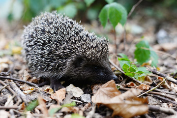 little lonely hedgehog in the forest. Sharp spiny hedgehog thorns, in green forest grass