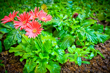 Pink gerber daisy macro with water droplets