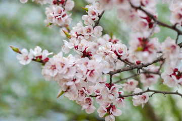 Fototapeta na wymiar Nice white apricot spring flowers branch macro nature photography 