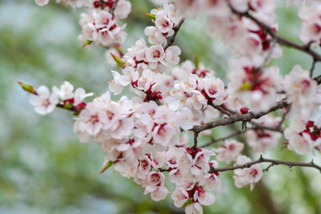 Nice white apricot spring flowers branch macro nature photography 