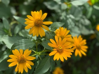 yellow flowers in the garden