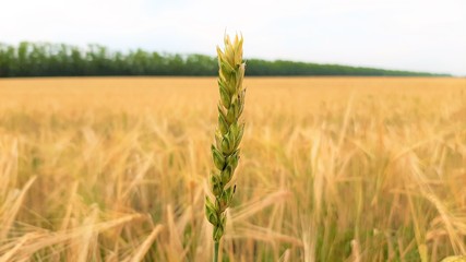 Purple lavender flowers in the field and in the meadow
