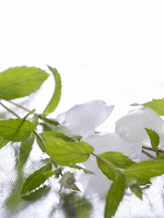 Chłodna mięta © Adam