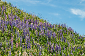 Ski slope with blue lupine flowers at summer