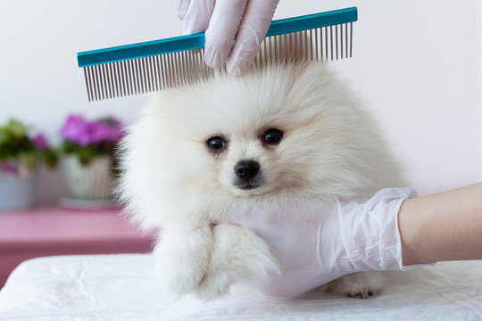 A white furry Pomeranian pup is combed by a grummer with a blue comb with hands in medical gloves, the pup is turned in front