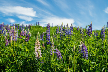 Lupine field with blue flowers at summer