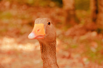portrait of a goose, close up of a goose
