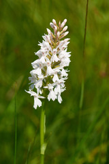 Geflecktes Knabenkraut (Dactylorhiza maculata)	