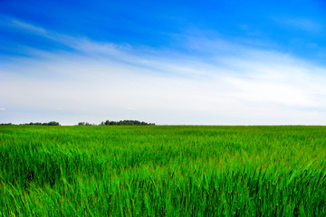 Summer Nature Landscape