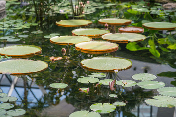 lotus leaf on the pond