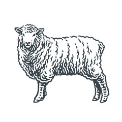 Sheep standing on a grass. Hand drawn engraving style illustrations. Etched vector illustration.