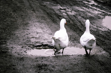 Due oche che passeggiano