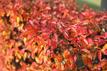 red autumn leaves