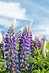 Obraz premium Lupine field with blue flowers at summer