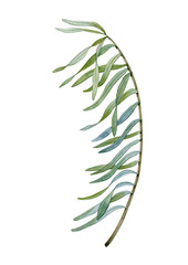 Watercolor hand drawn green branches. Can be used as print, postcard, poster, invitation, greeting card, textile design, stickers.