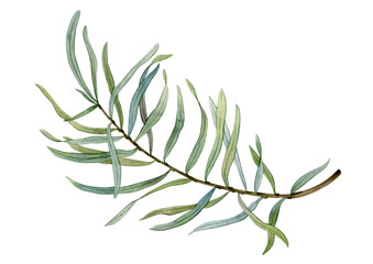 Watercolor hand drawn green branches. Can be used as print, postcard, poster, invitation, greeting card, textile design, stickers.